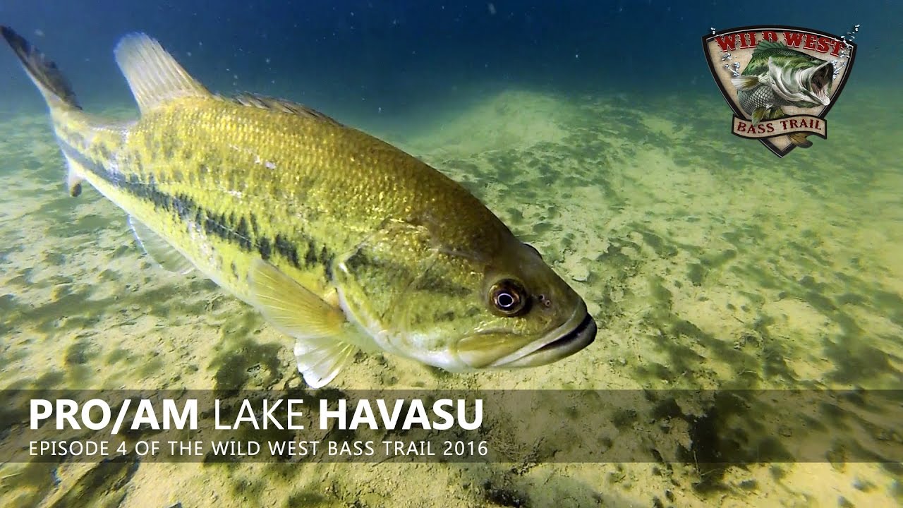 WWBT 2016 Episode 4 - Pro/Am on Lake Havasu