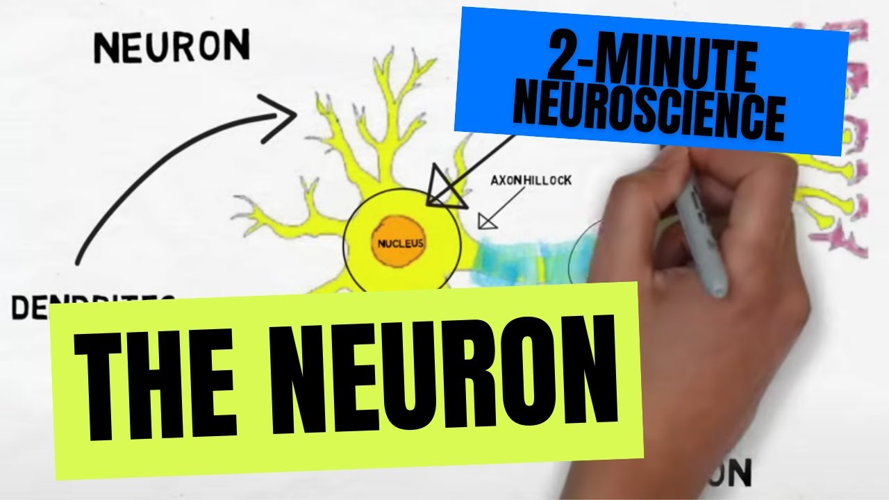 2-minutowa neurobiologia: Neuron