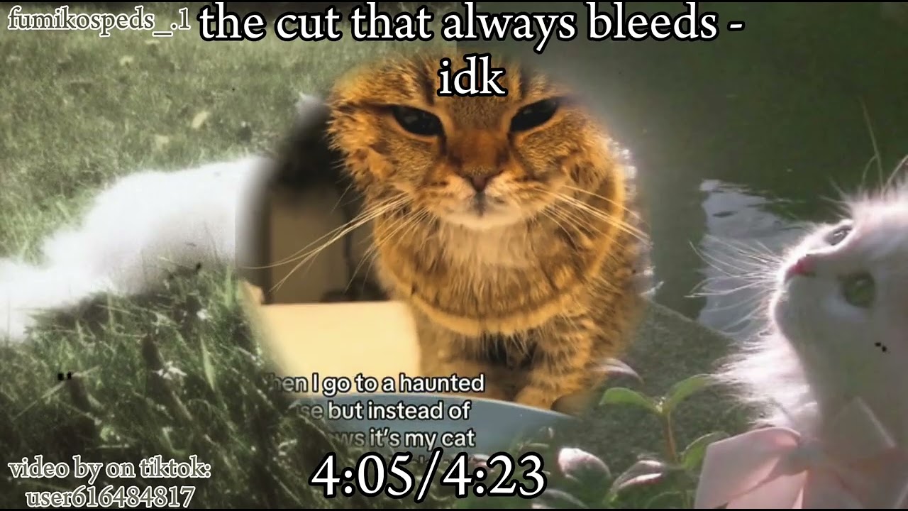 {}sped up audios for you{}pt 10{}Ryan{}kitty{}