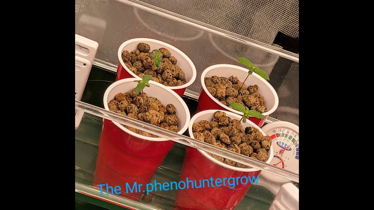 The mr.phenohunter grow day 7