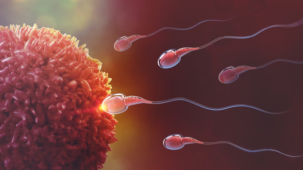 Human Reproduction | Fertilization to Child birth | 3D Animation