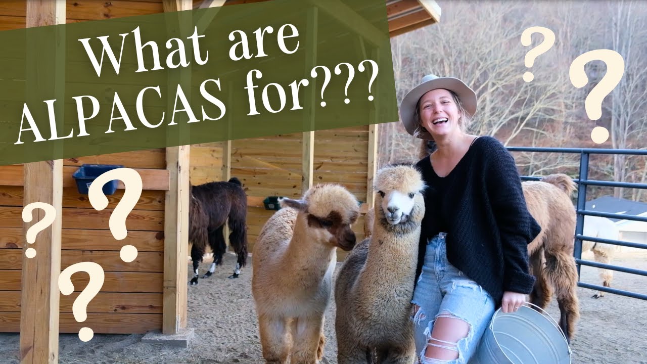 Why Start an Alpaca Farm? | Learn What You Can Do with ALPACAS