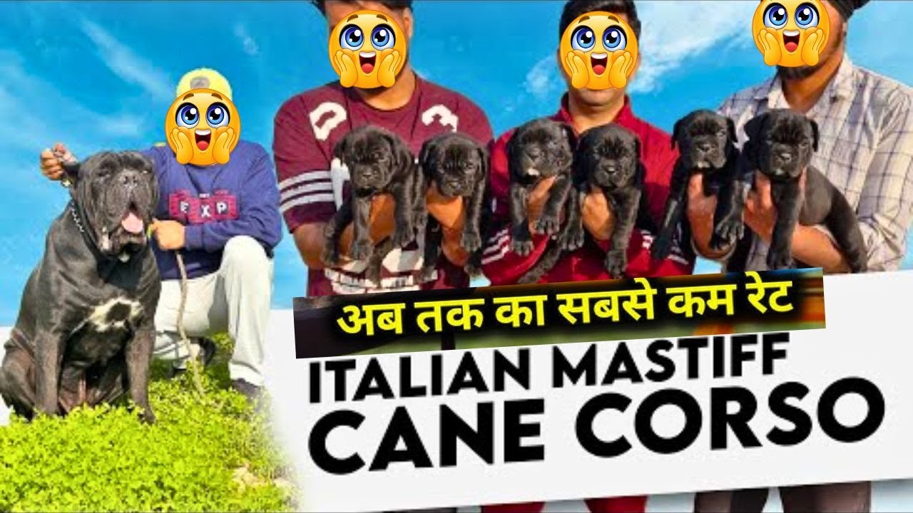 Cane Corso Puppy for Sale in India | Best Price & Pure Breed Guarantee | Contact Now!