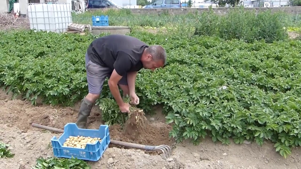 Franck Vallet ramasse ses rattes pour le marché de Nuits-Saint-Jeures