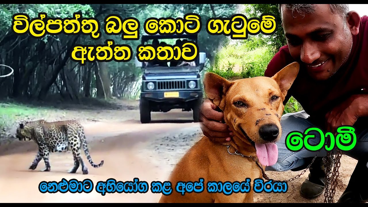 The true story of dog and leopard conflict in Wilpattu National Park