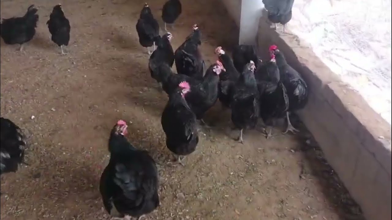 Black Australorp chickes 8299577638