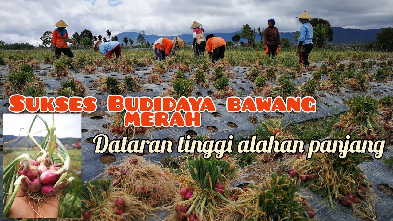 PANEN‼️BAWANG MERAH BIBIT 100 KG DAPAT 2 TON DENGAN HASIL PANEN BERKUALITAS