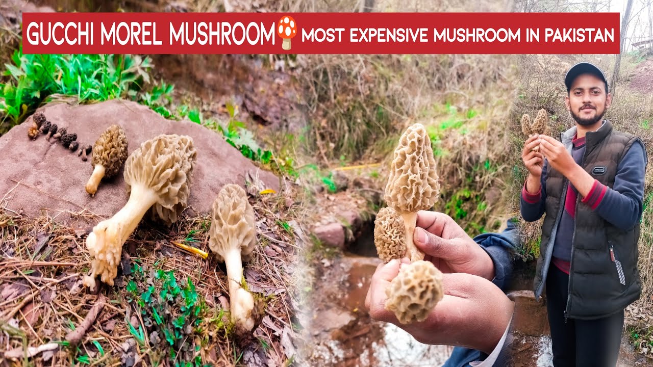 Gucchi Morel Mushroom | Morel Mushroom | Most expensive Mushroom in Pakistan