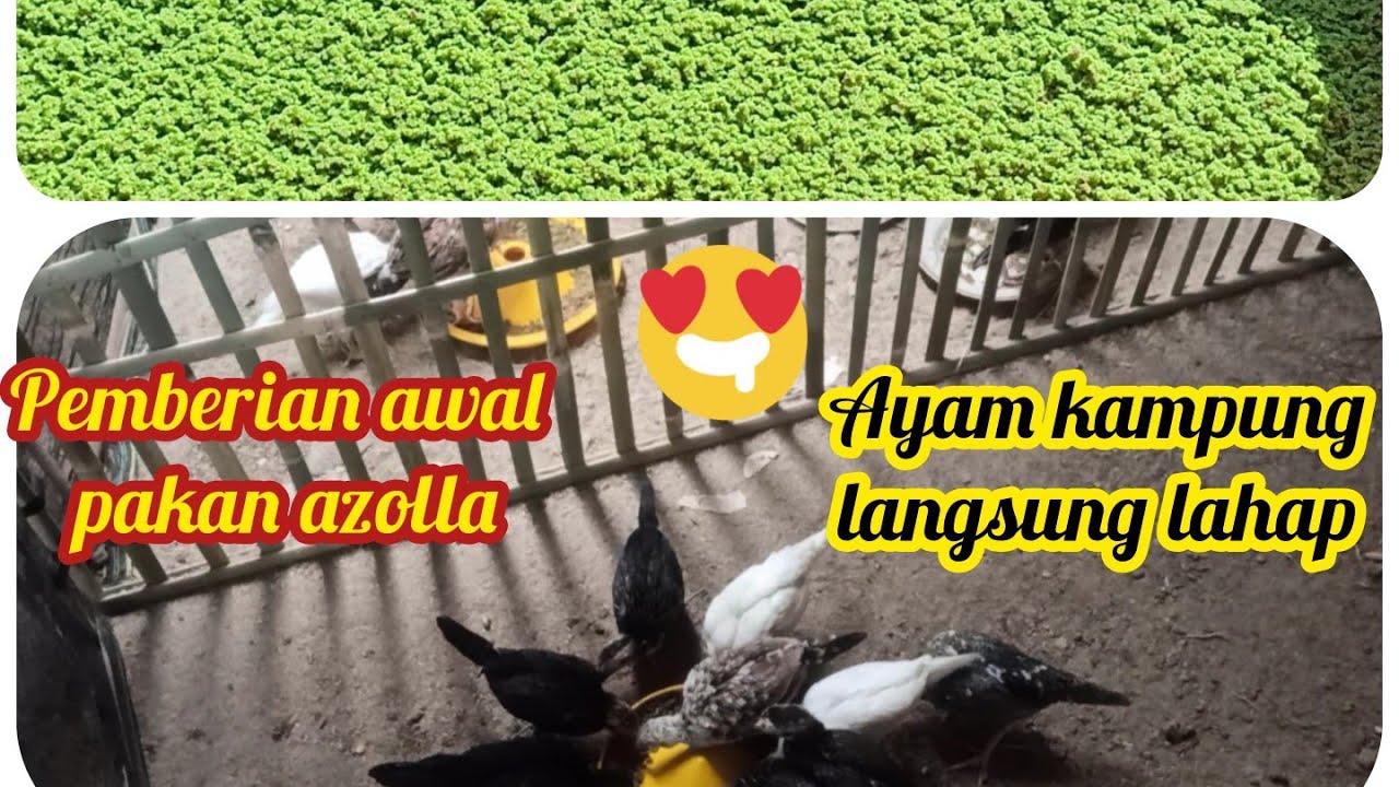 pemberian azolla pada ayam kampung - campuran pakan ayam dengan azolla