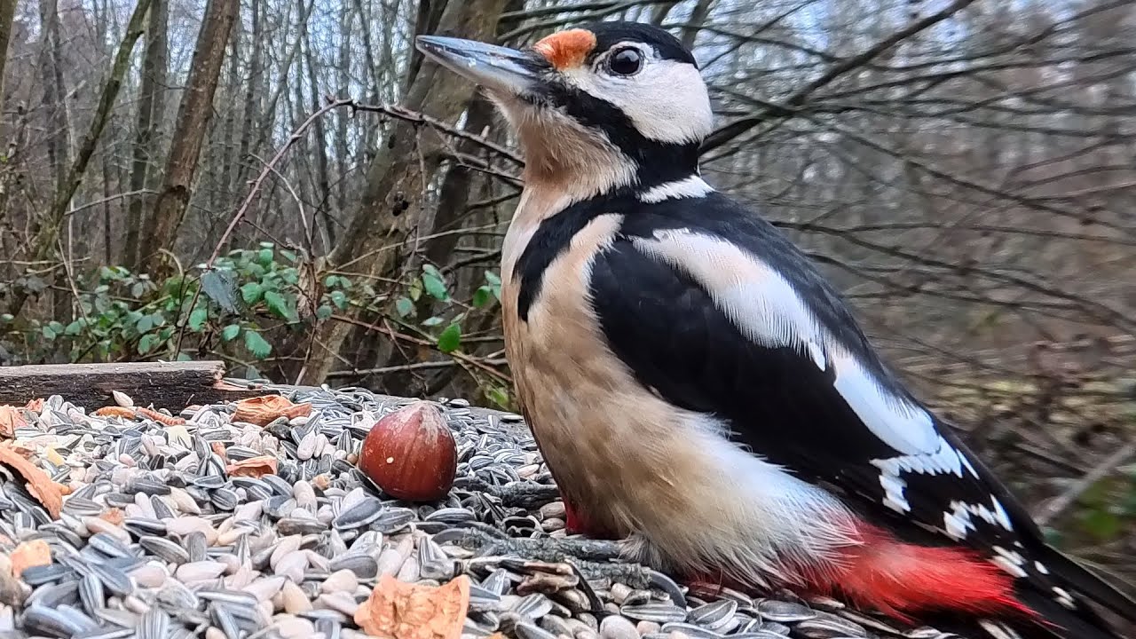 Rollende Nüsse: Sorgen eines Buntspechts