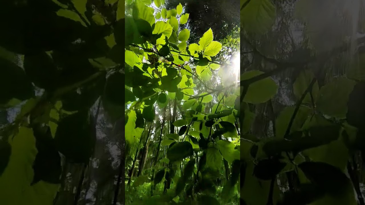 Komorebi: The Magical Sunlight Through Trees 🌿✨ 