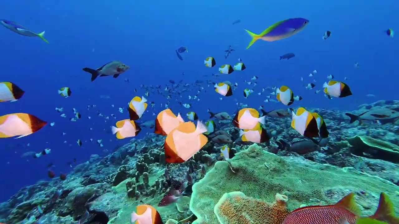 2025 帛琉潛旅 = Day2 = German Channel / Blue Corner/ Blue Hole
