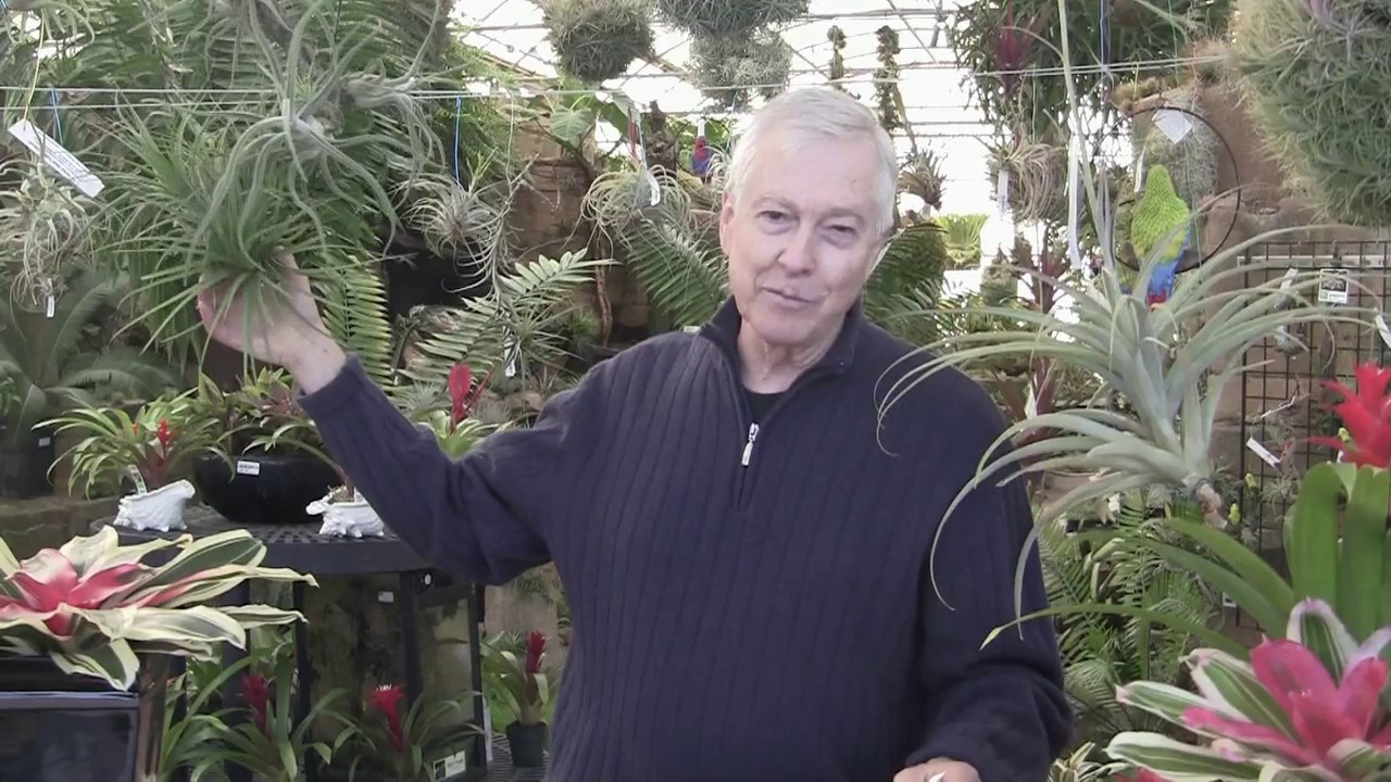 Paul Isley - Rainforest Flora, Inc.   - #Ask Mr Tillandsia - 5