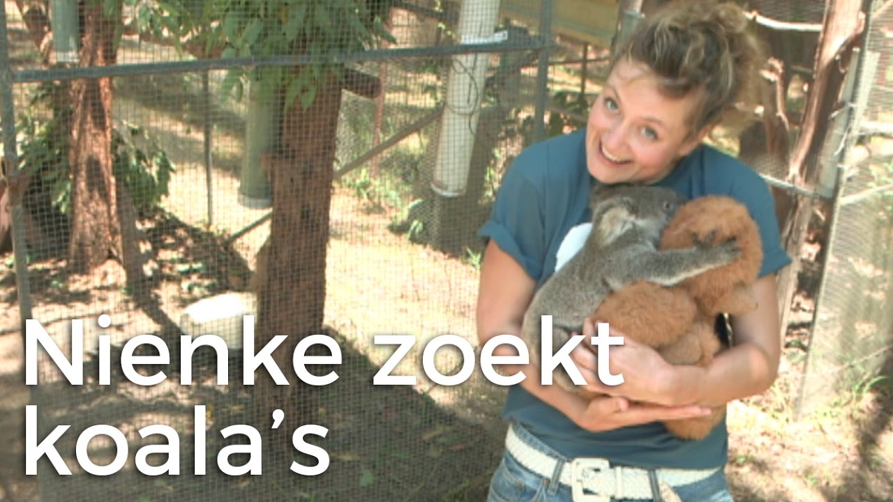 Nienke op zoek naar koala's! | Het Klokhuis