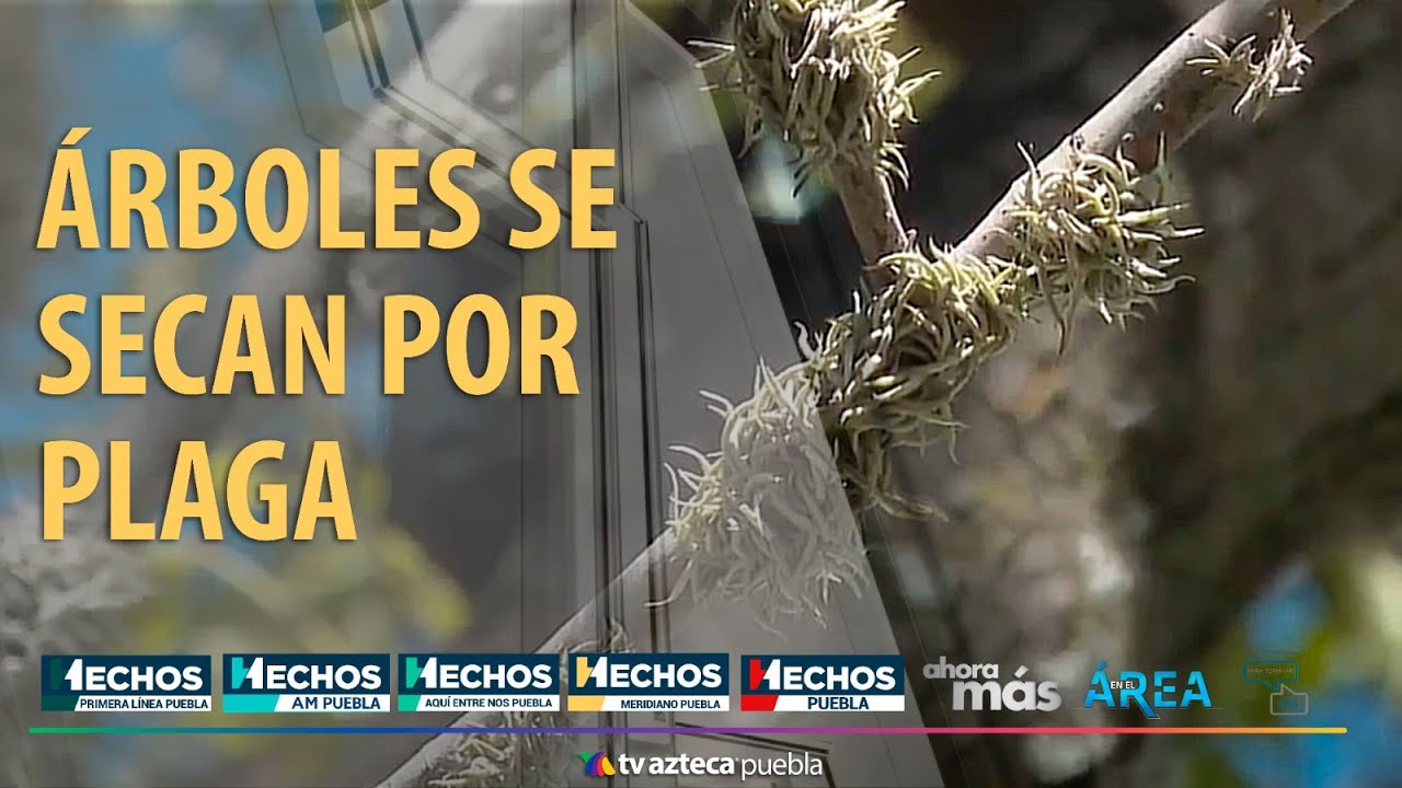 Árboles se secan por plaga