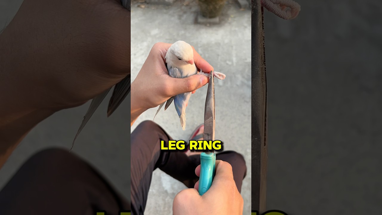 Birds Leg Ring 🦜 #birds #lovebirds  #birdslover #minivlog #petlover