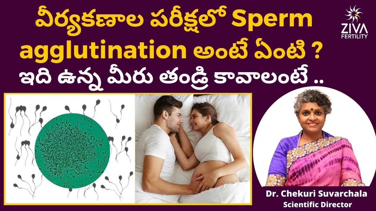 స్పెర్మ్స్ ఒకదానికి ఒకటి అతికిఉన్నాయా ? | Sperm Agglutination | Treatment Options | Dr C Suvarchalaa