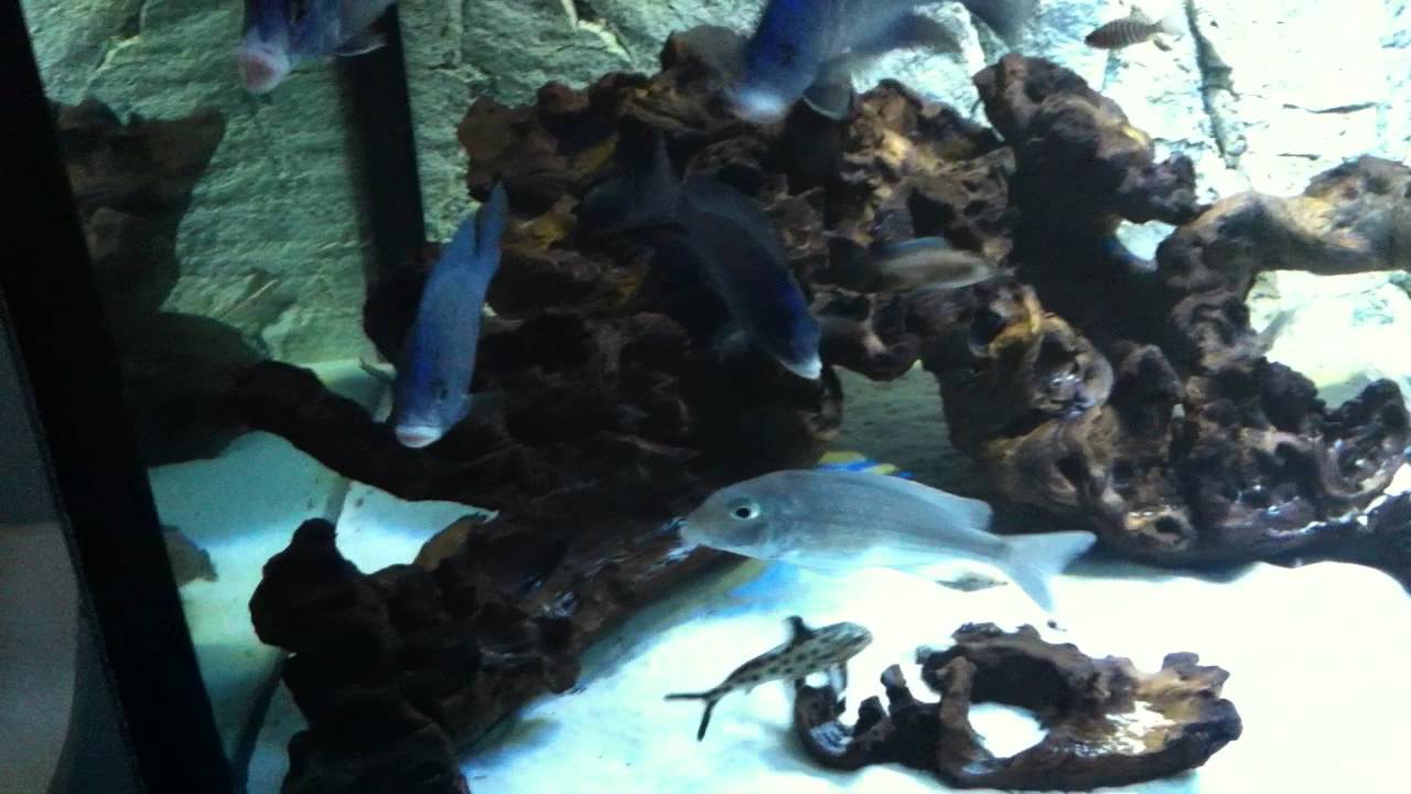 700 Liter Malawi Tank with Placidochromis Phenochilus Mdoka White Lip