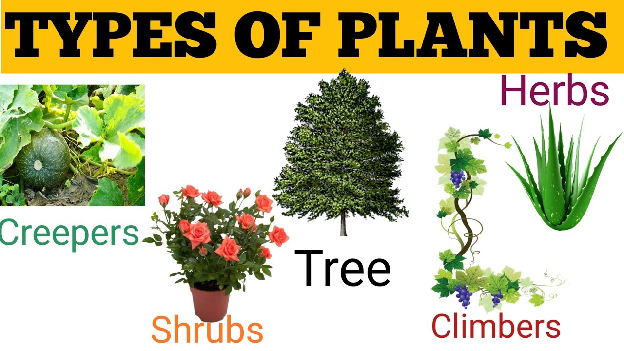 Different TypesOf Plants|Plants Surrounding Us||TypesOf PlantsWith Examples@kidslearningplanet