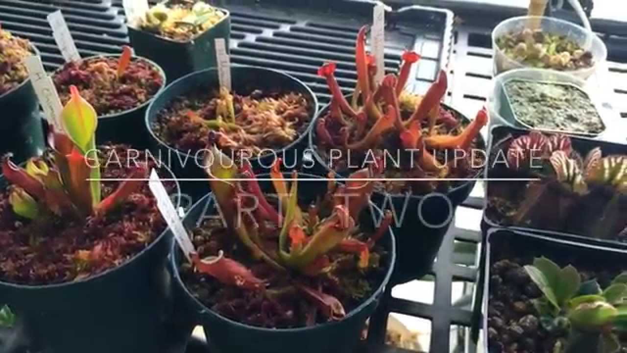 March Carnivorous plant update Part 2 Nepenthes, Heliamphora, Cephalotus and more