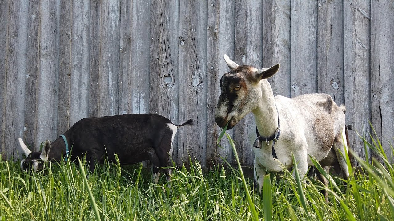 Made In Wyoming: Alpenthal's Dairy Goats