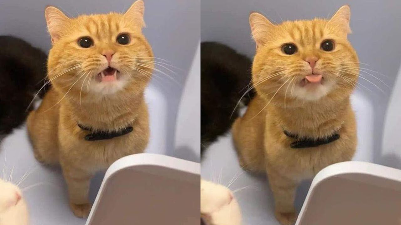 The Funniest Animals In The World 🤣Funny Cats Videos 2025 🐱 Part 20