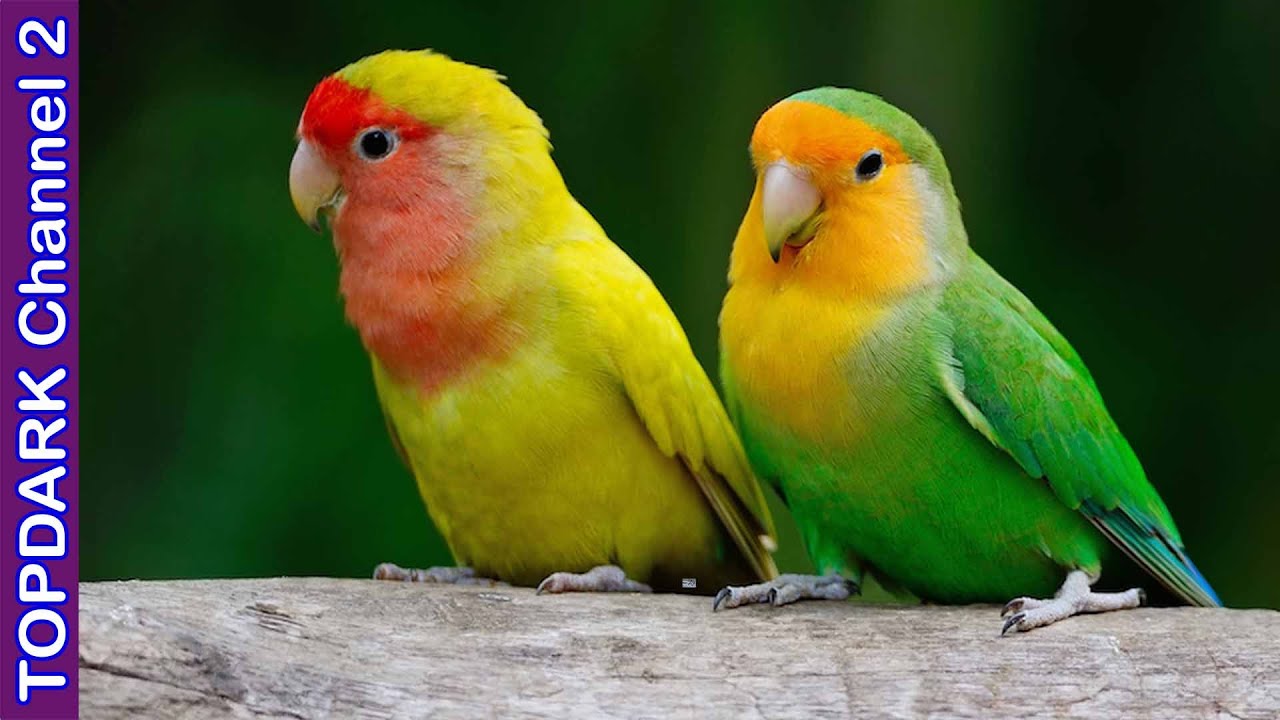 9 Tipos de Agapornis en el Mundo