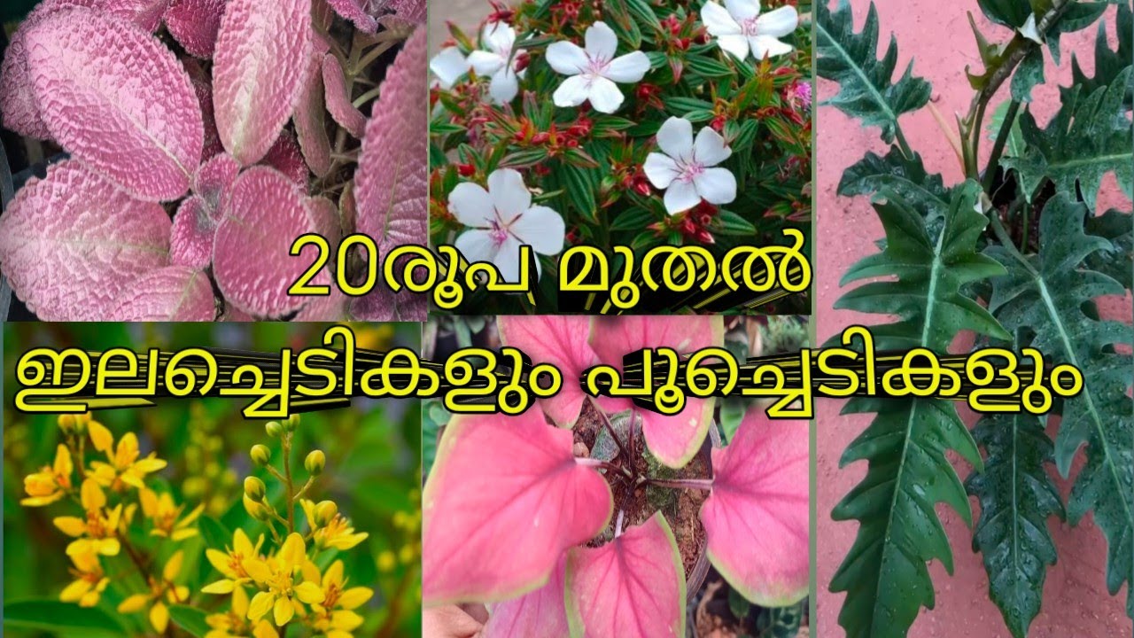 20രൂപ മുതൽ ഇലച്ചെടികളും പൂച്ചെടികളും #sale /from ₹30 #plants from ₹30#flowering plnts &foliageplant 