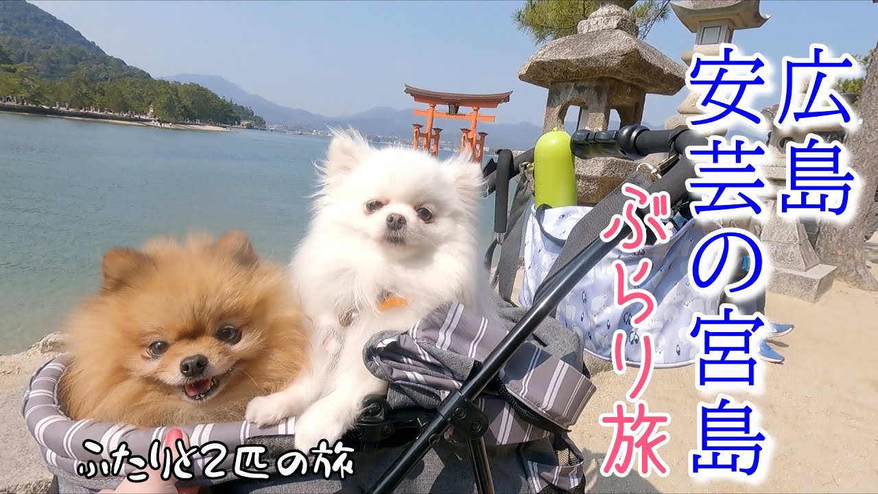 走るモップハウス【バンコン】が行く!!!広島安芸の宮島 厳島神社ぶらり旅♪