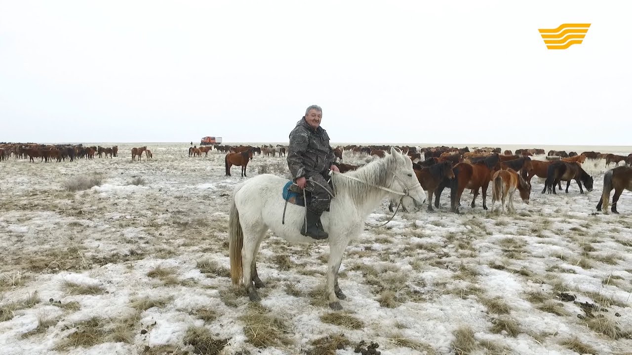 «Алтын бесік». «Мақсат» шаруа қожалығының басшысы Қайрат Көпбаев