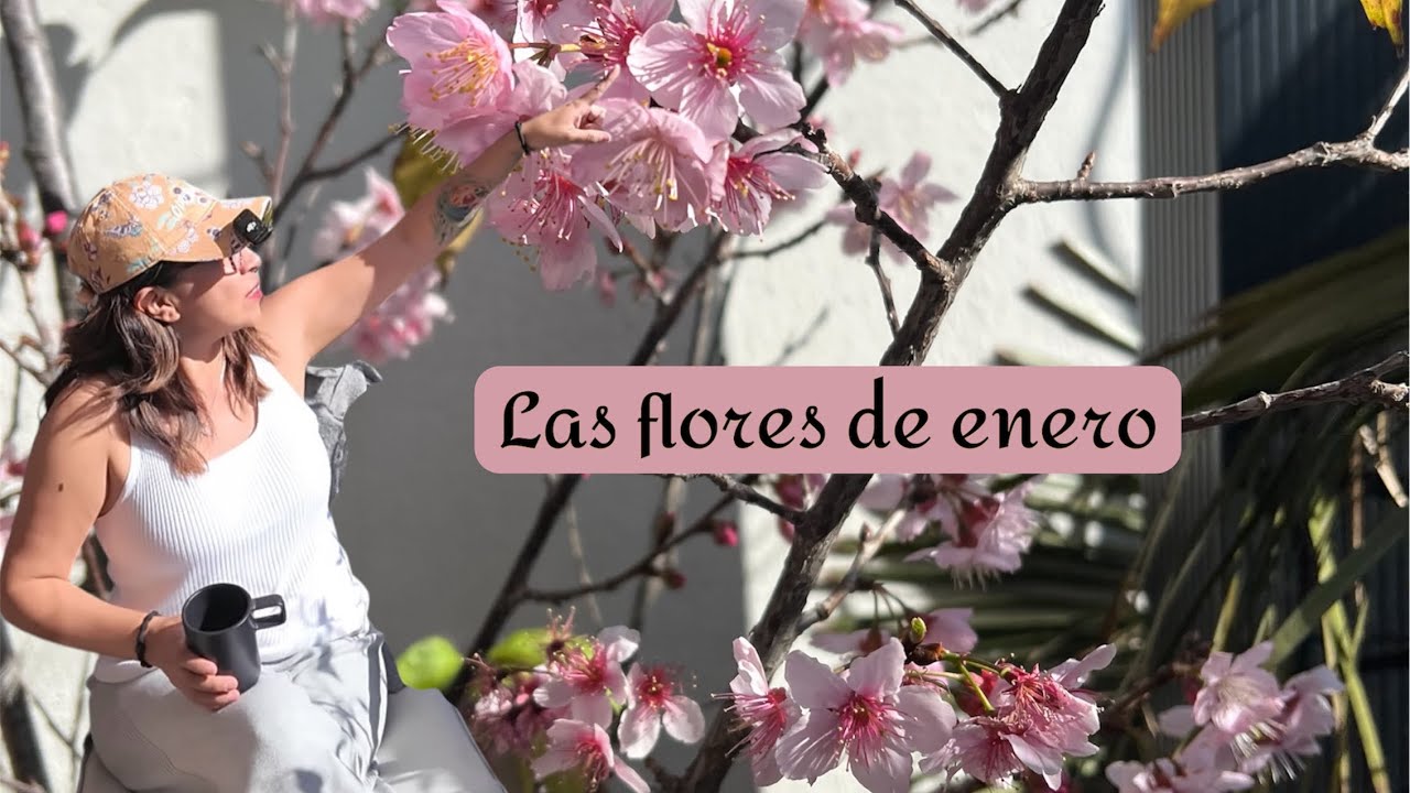 Cerezo japonés y otras flores de este mes 