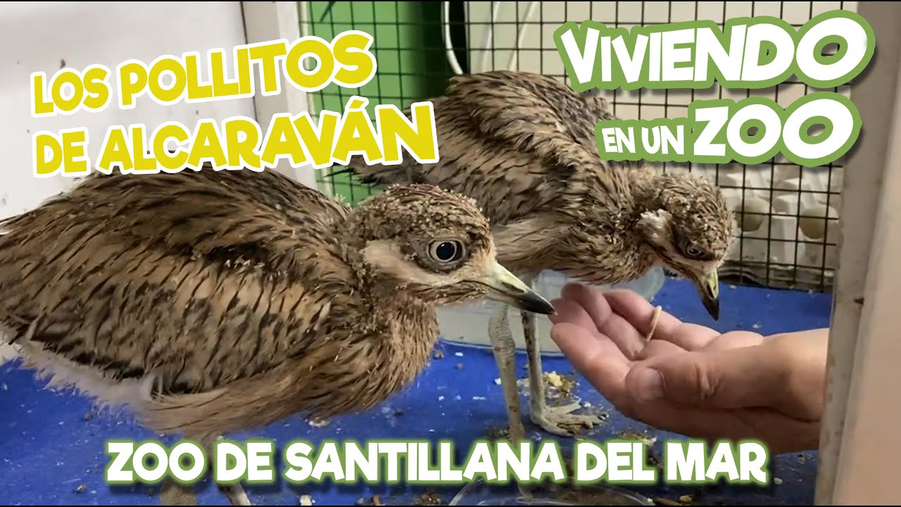 Los pollitos de Alcaraván