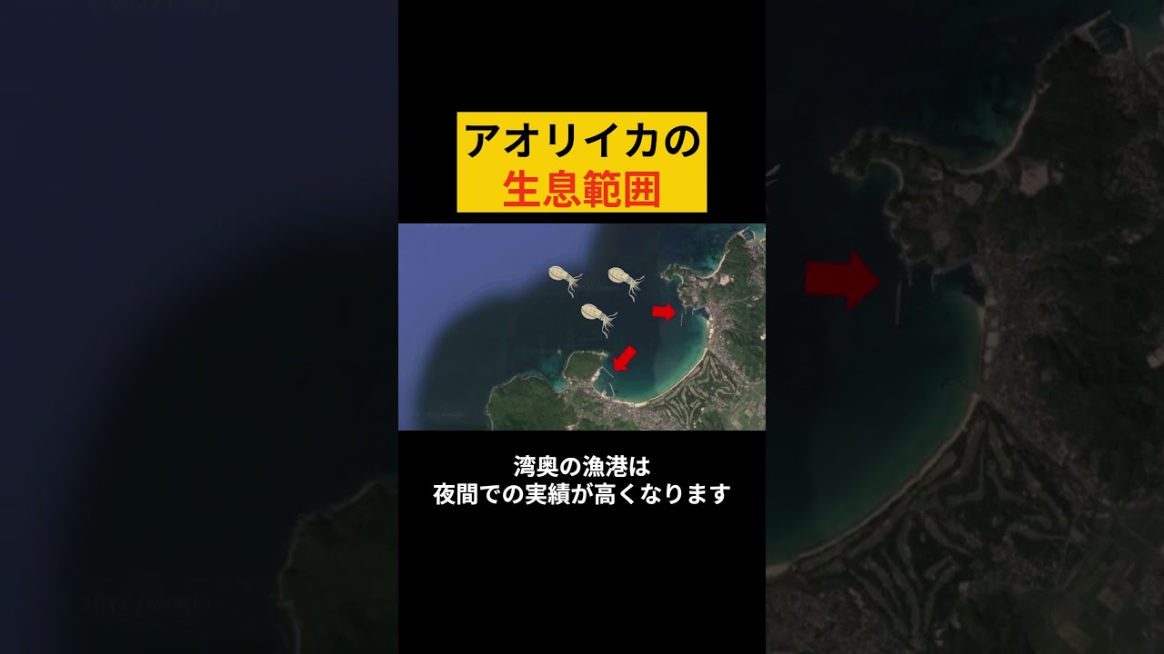 アオリイカの生息範囲 どのような所に棲んでいるのか？