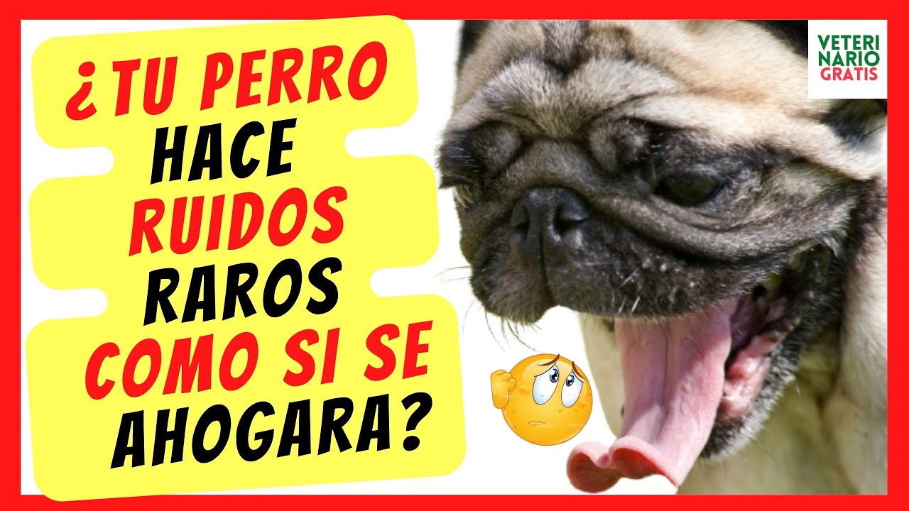 ❤️ ¿PORQUE MI PERRO HACE RUIDOS RAROS  COMO SI SE AHOGARA Y NO RESPIRA BIEN? ❤️( COLAPSO TRAQUEAL)