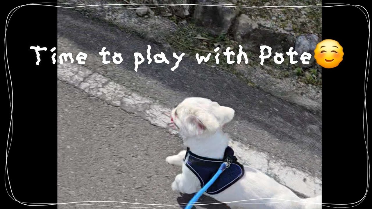 Time to play  with  Pote.