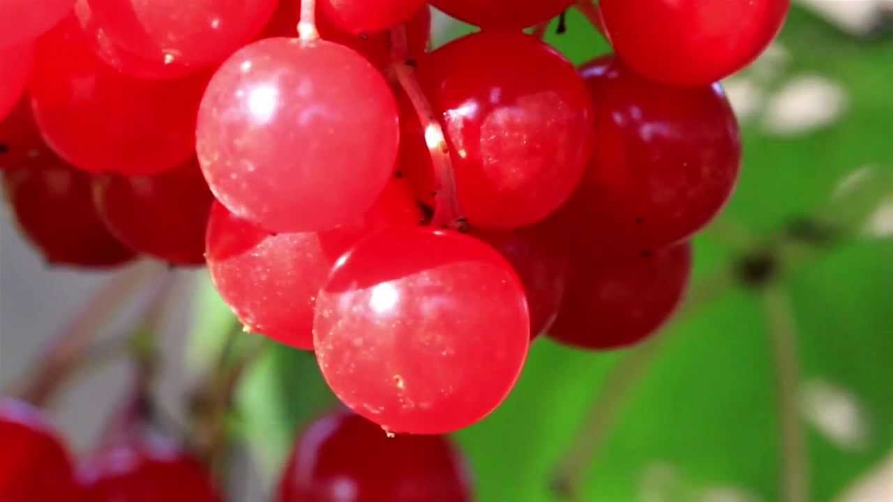 769 Pink Viburnum opulus guelder rose cherries all ready for picking