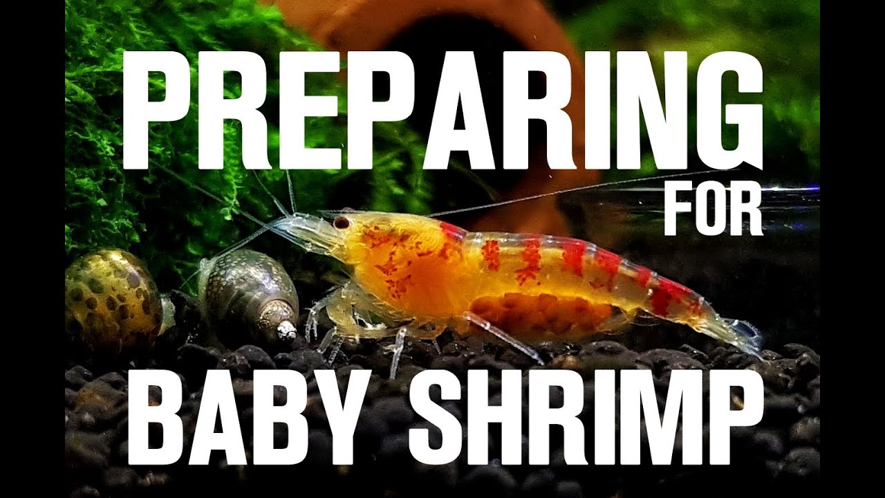 PREPARING FOR BABY SHRIMP Increasing Survival!l