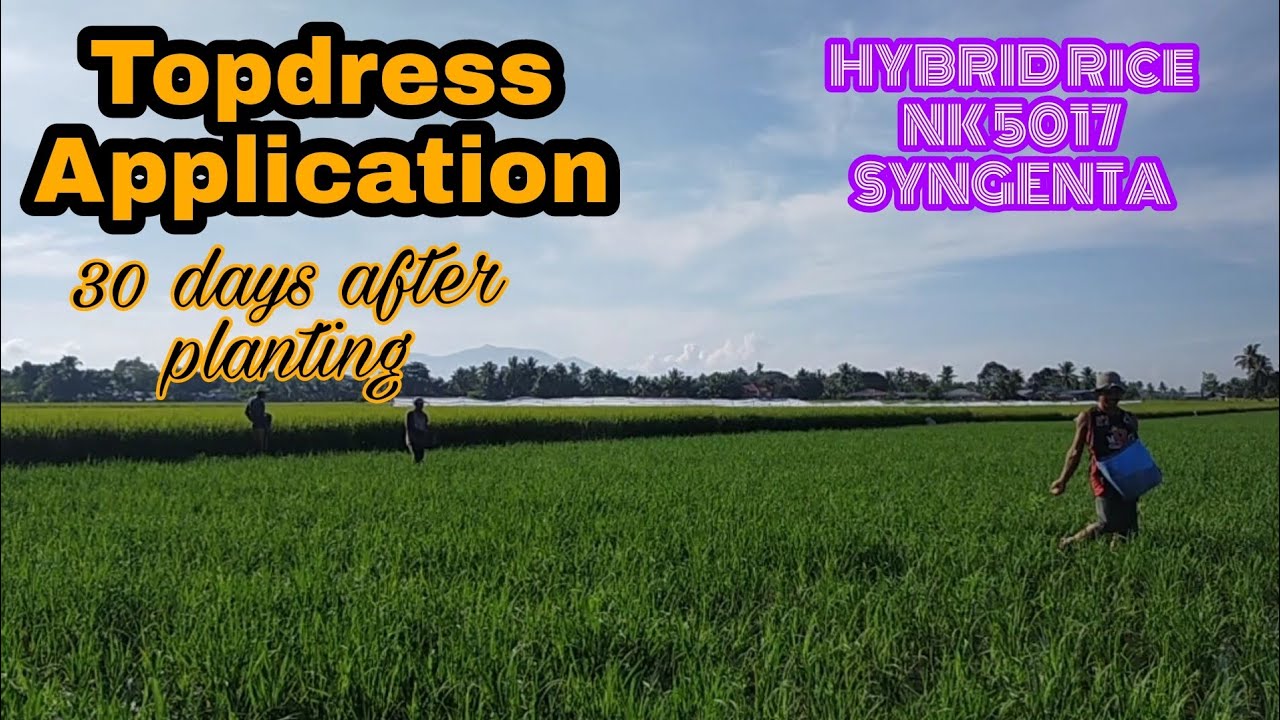 Ano ang ginamit na abuno para sa Topdress ng HYBRID rice NK 5017(syngenta) 30 days after planting