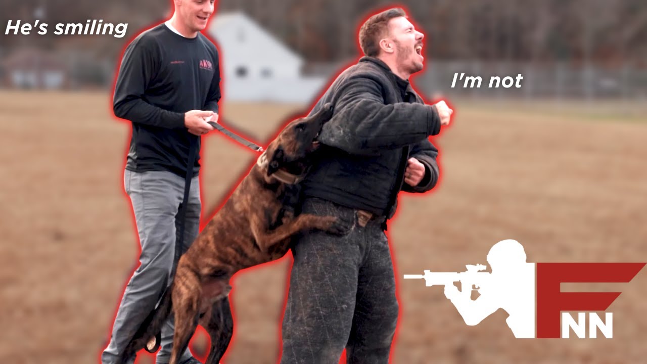 Becoming a K9's Chew Toy - AK9I Veteran Working Dog Programs