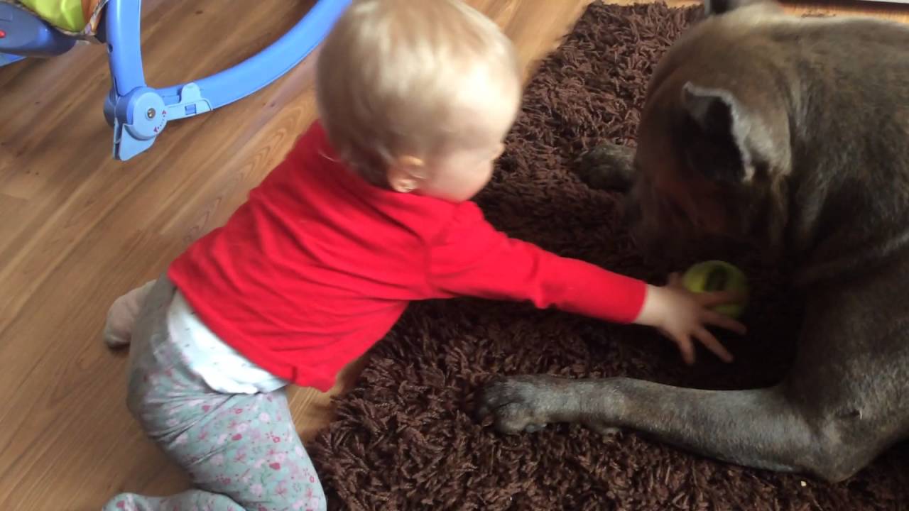 AMSTAFF I ROCZNE DZIECKO(AND BABY)🐺😄😘