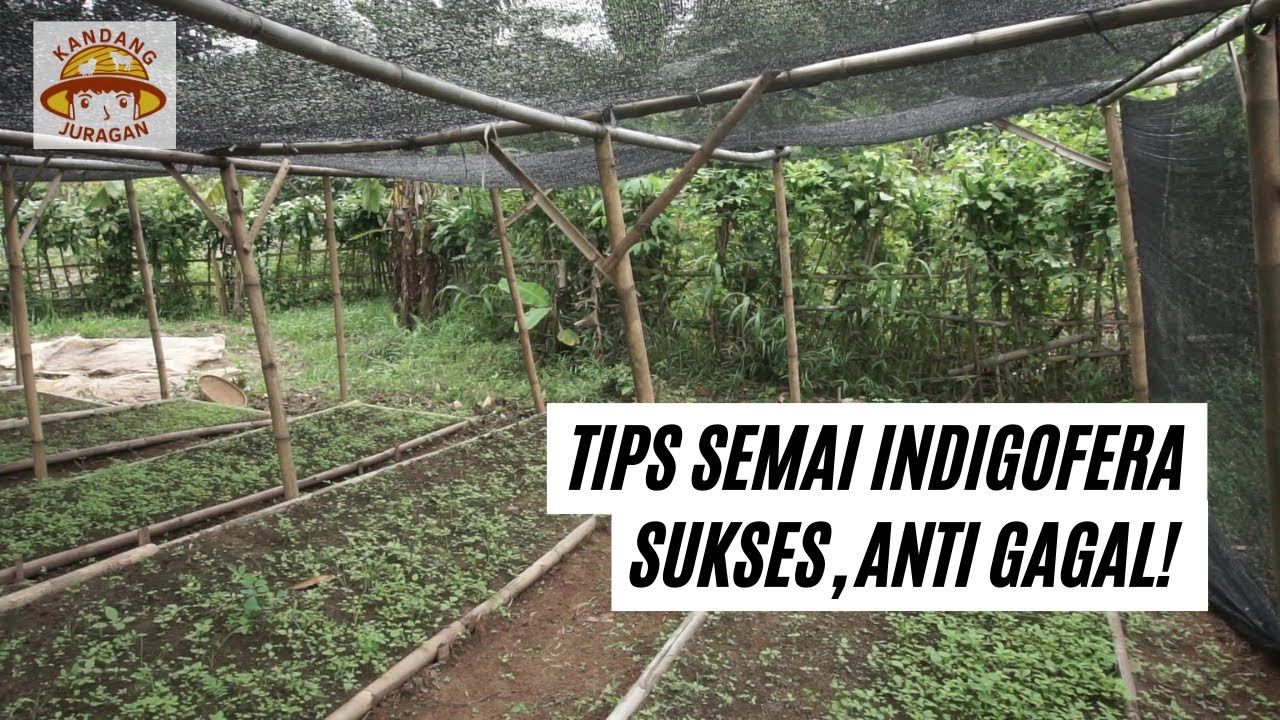 TIPS SEMAI INDIGOFERA ANTI GAGAL! | TANAM INDIGOFERA SUKSES!  PAKAN TERNAK DOMBA AYAM KELINCI