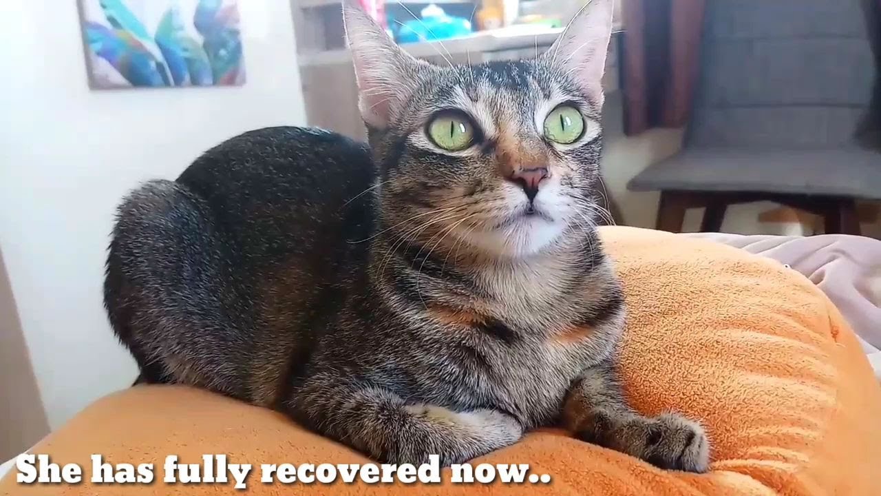 Cat Spay Surgery Recovery Update!