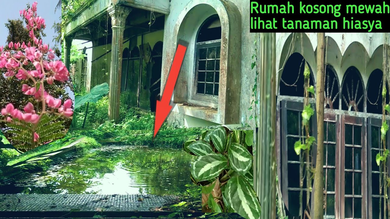 GA KUAT || review tanaman hias air mata pengantin || di rumah mewah kosong ada kolam renangnya