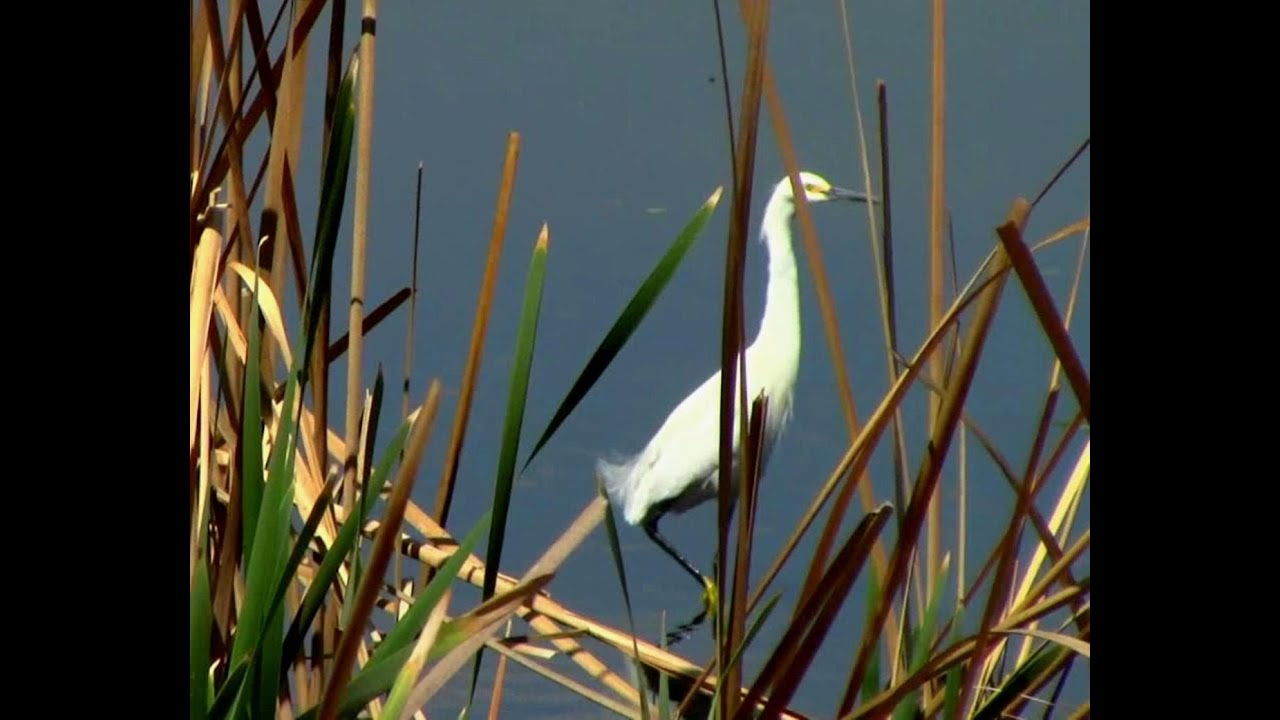 Garza Dedos Dorados, Snowy Heron -Egretta thula-, by trucha1618xx