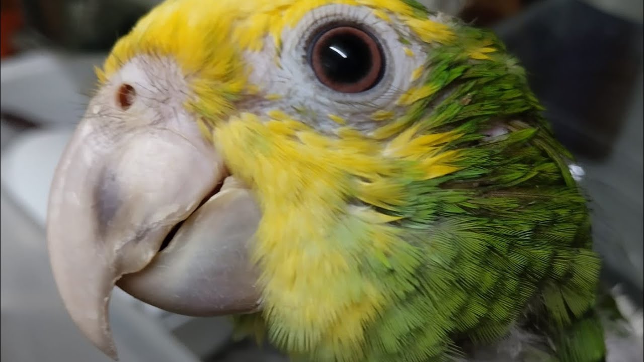 3 meses AMAZONAS ORATRIX MAGNA 2022 con la FAMILIA AUROPALLIATA nuca amarilla.