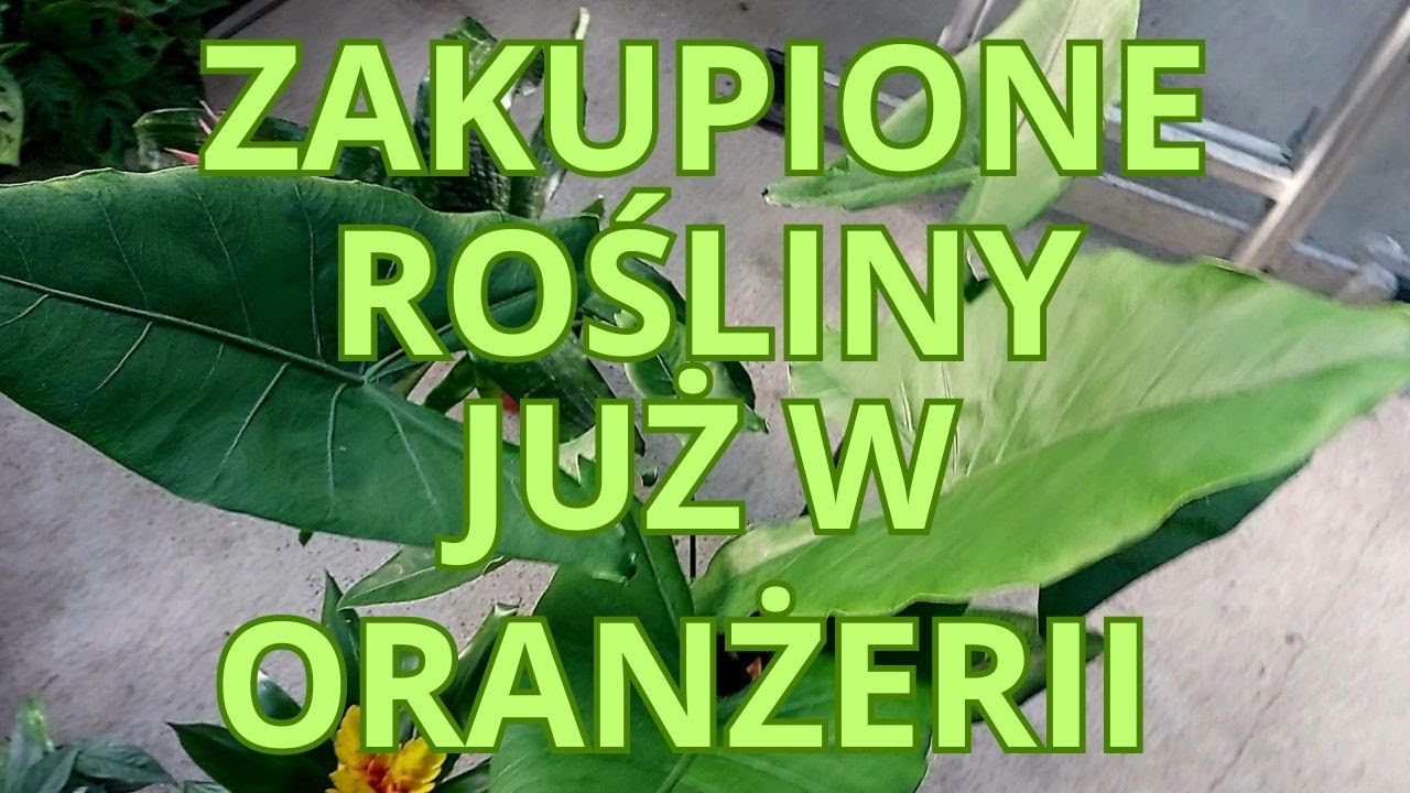 Nowe roślinki wzbogaciły moją kolekcję w Tropilandzie