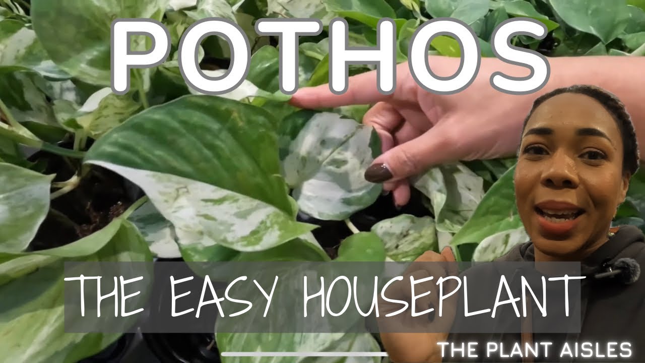 TOUR POTHOS VARIETIES & PRICES| THE EASIEST/ LOW MAINTENANCE HOUSEPLANTS?| The Plant Aisles Ep 4