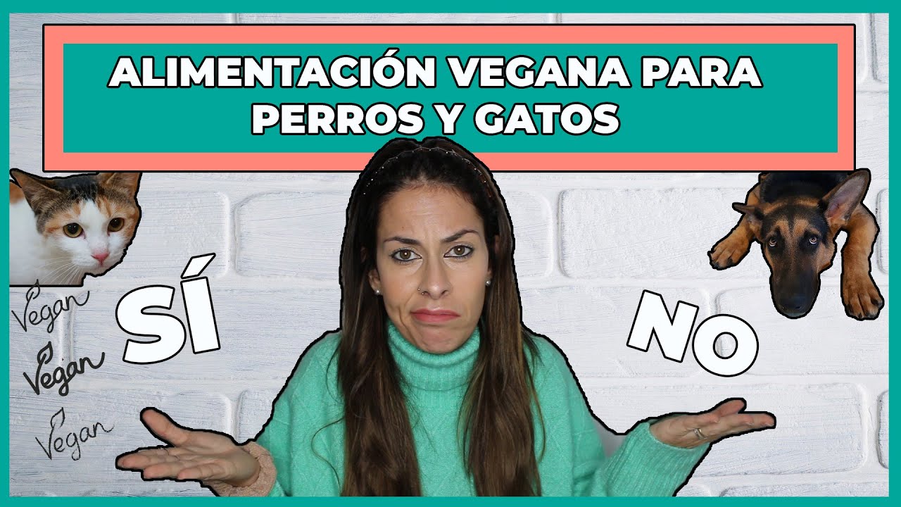 PIENSOS VEGANOS PARA PERROS🌾 | ¿Es posible una alimentación VEGANA para PERROS y GATOS?🤦‍♀️