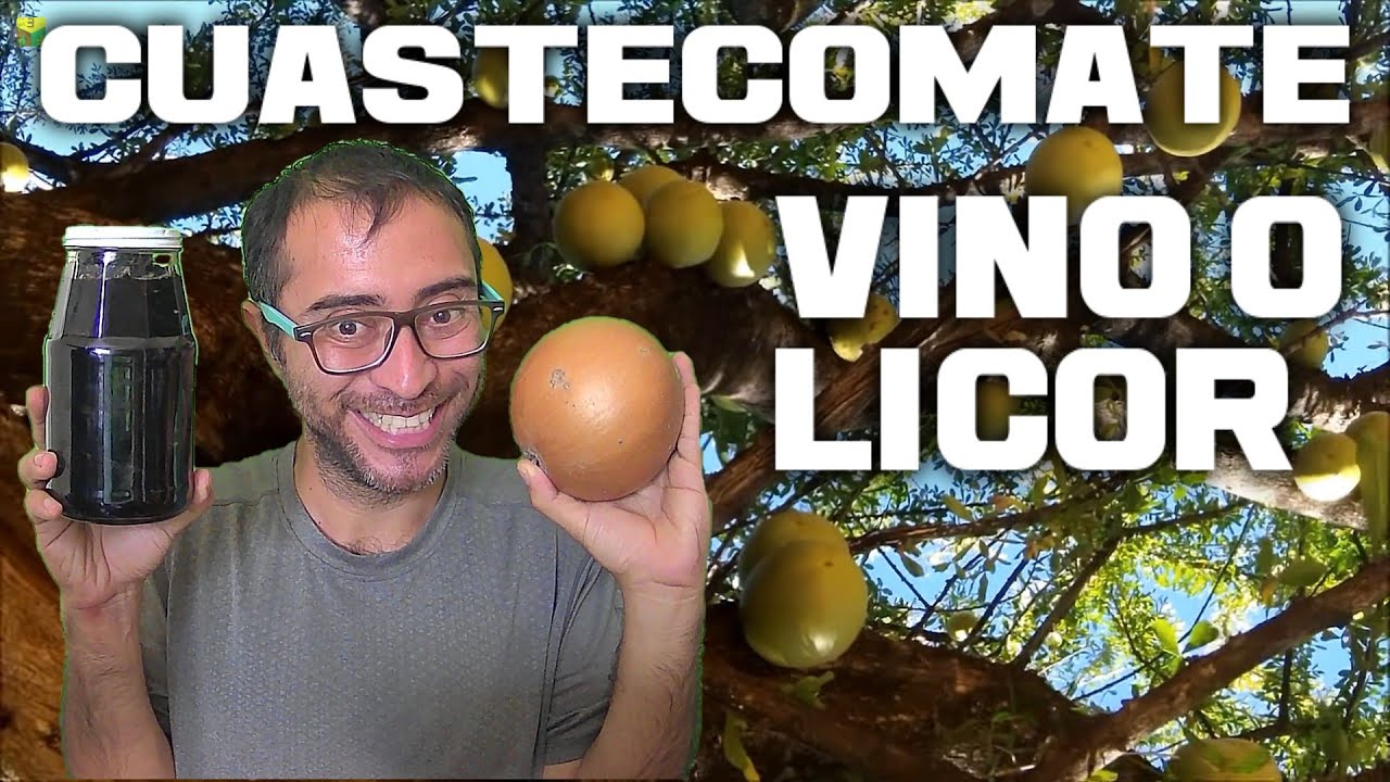 As&iacute; se hace el vino o licor de cuastecomate, extracto hidroalcoholico de tecomate, Crescentia alata.
