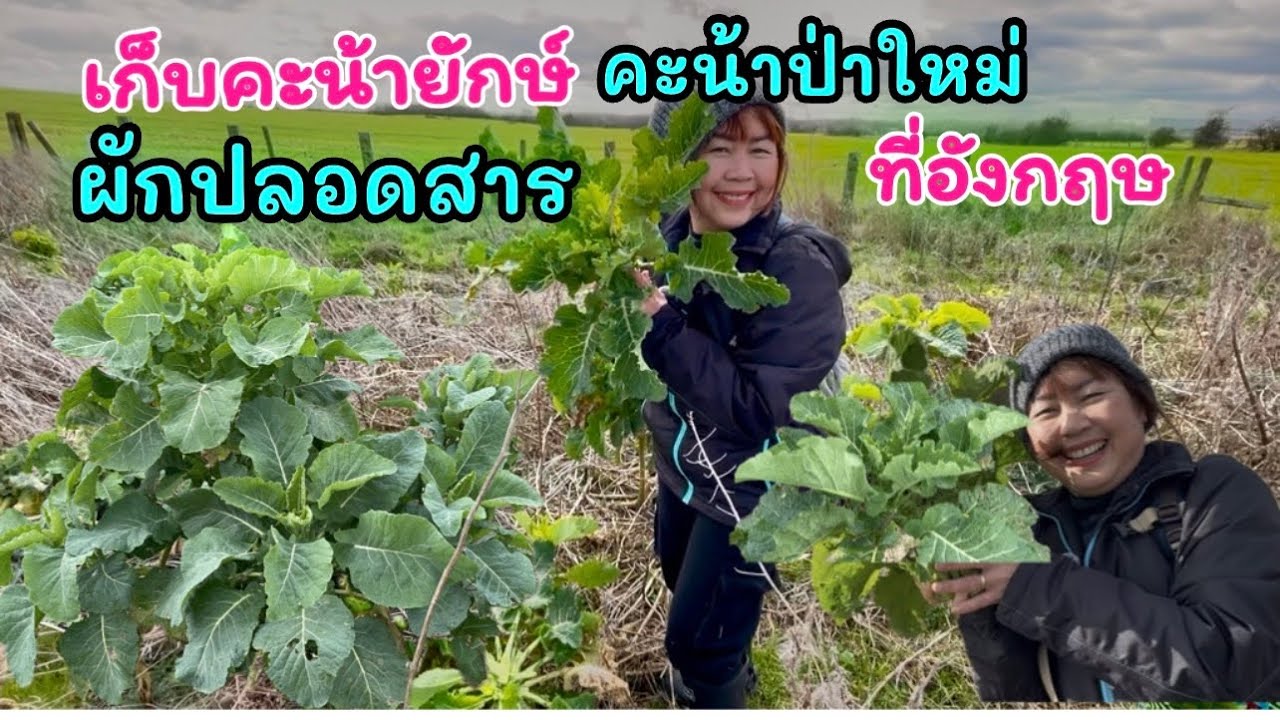 เก็บคะน้าป่าใหม่#ต้นคะน้ายักษ์#คะน้าฝรั่ง#เก็บคะน้าที่อังกฤษ#ผักปลอดสารพิษ 
